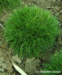 Festuca gautieri (scoparia) - Bärenfellschwingel