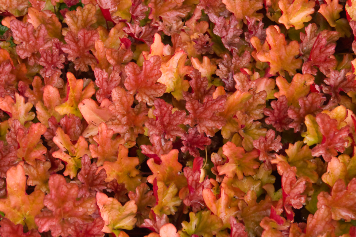 Heuchera Hybride 'Peach Flambe' (R)