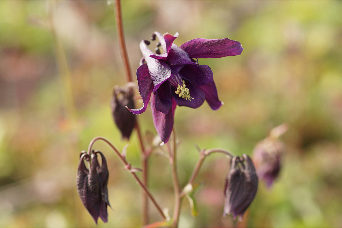 Aquilegia atrata - Akelei