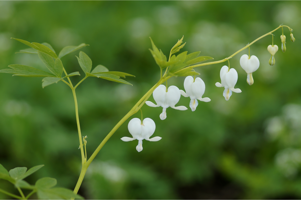 Dicentra spectabilis 'Alba'
