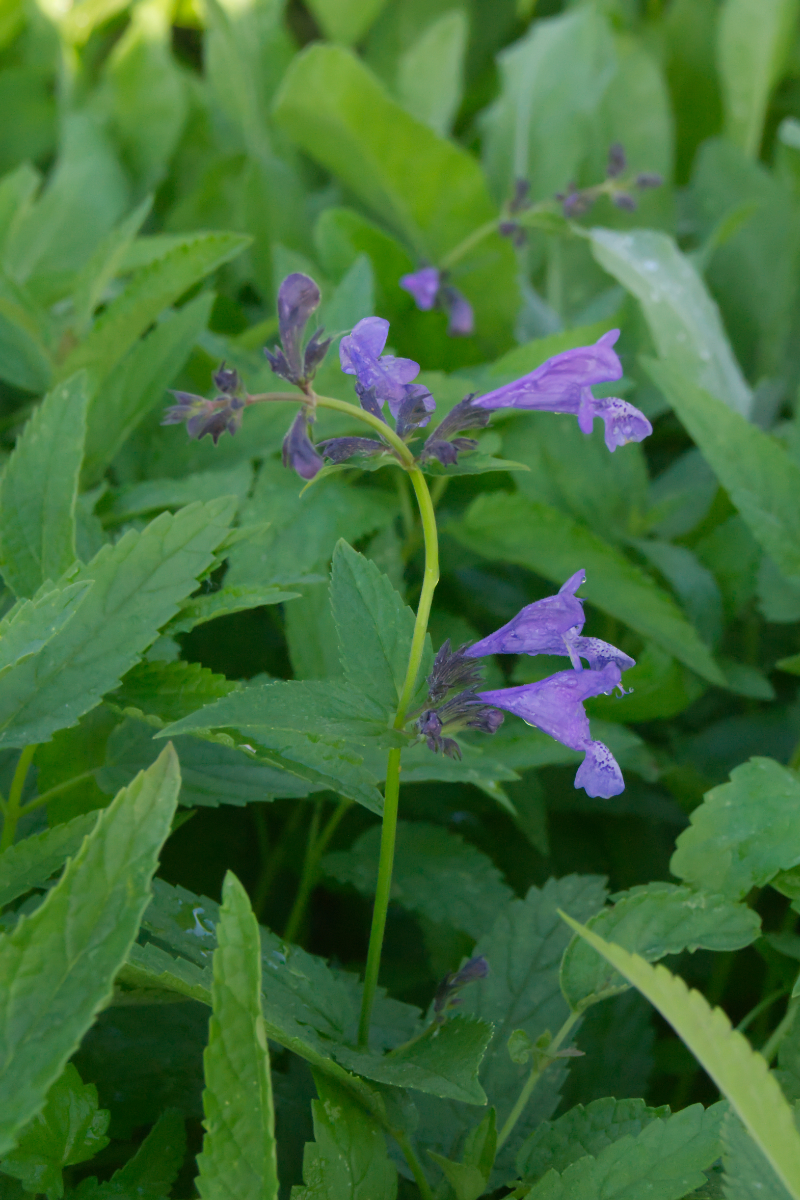 Nepeta sibirica 'Souvenir d'Andre Chaudron'