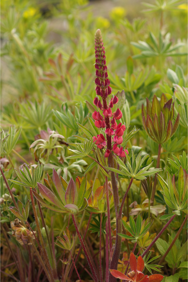 Lupinus Polyphyllus-Hybr. 'Mein Schloß'