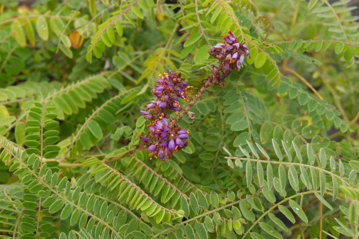Amorpha canescens