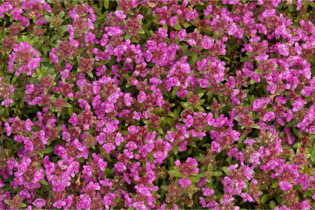 Thymus serpyllum 'Atropurpureum' - Feldthymian, Quendel