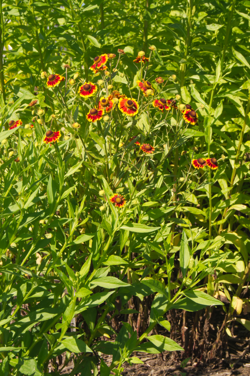 Helenium Hybride 'Biedermeier'