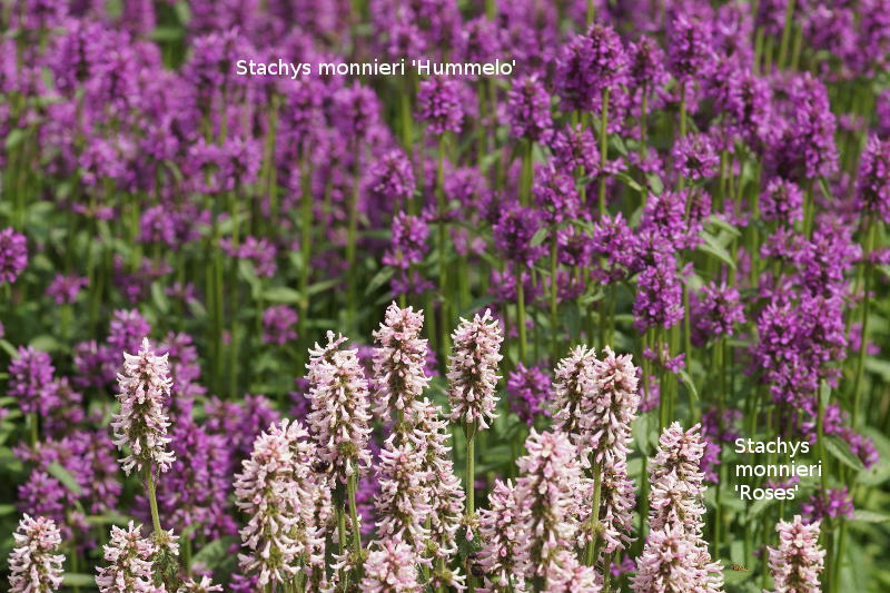 Betonica hirsuta 'Rosea' (Stachys monnieri 'Rosea')