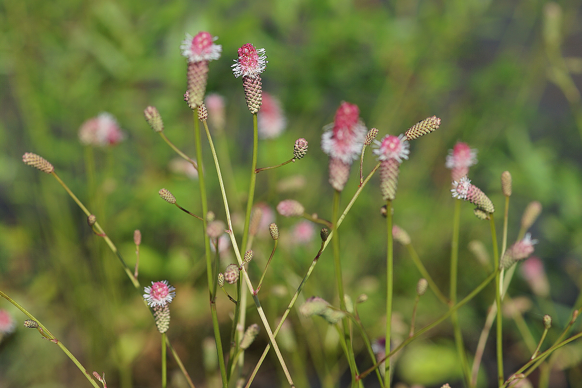 Sanguisorba officinalis 'Pink Tanna' - Wiesenknopf