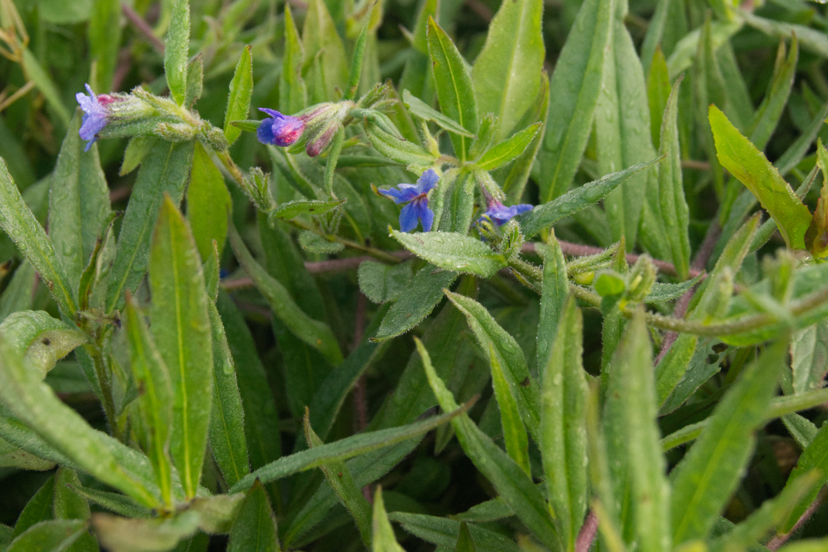 Buglossoides purpurocaerulea - Steinsame