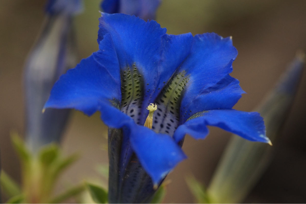 Gentiana acaulis - Stengelloser-Enzian