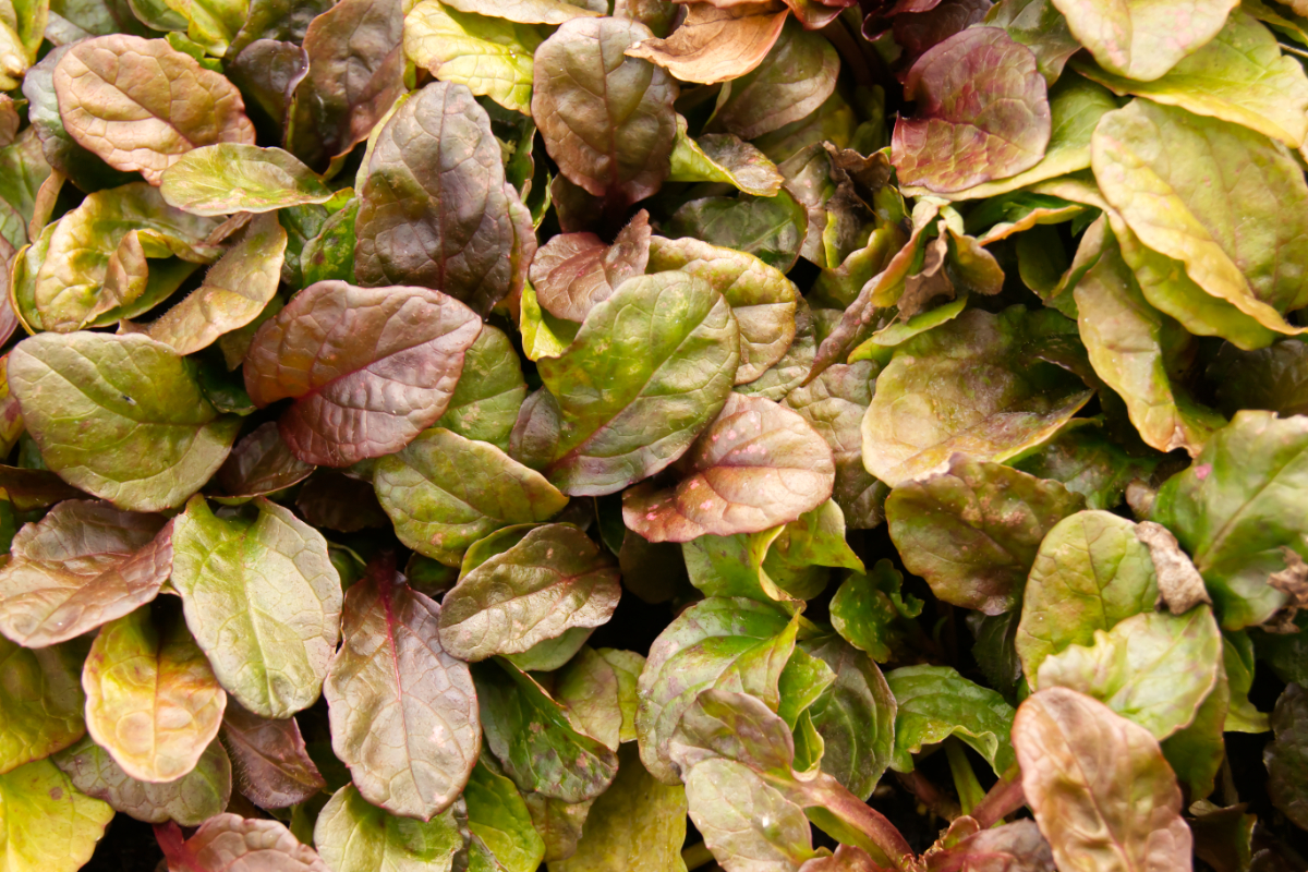 Ajuga reptans 'Braunherz'