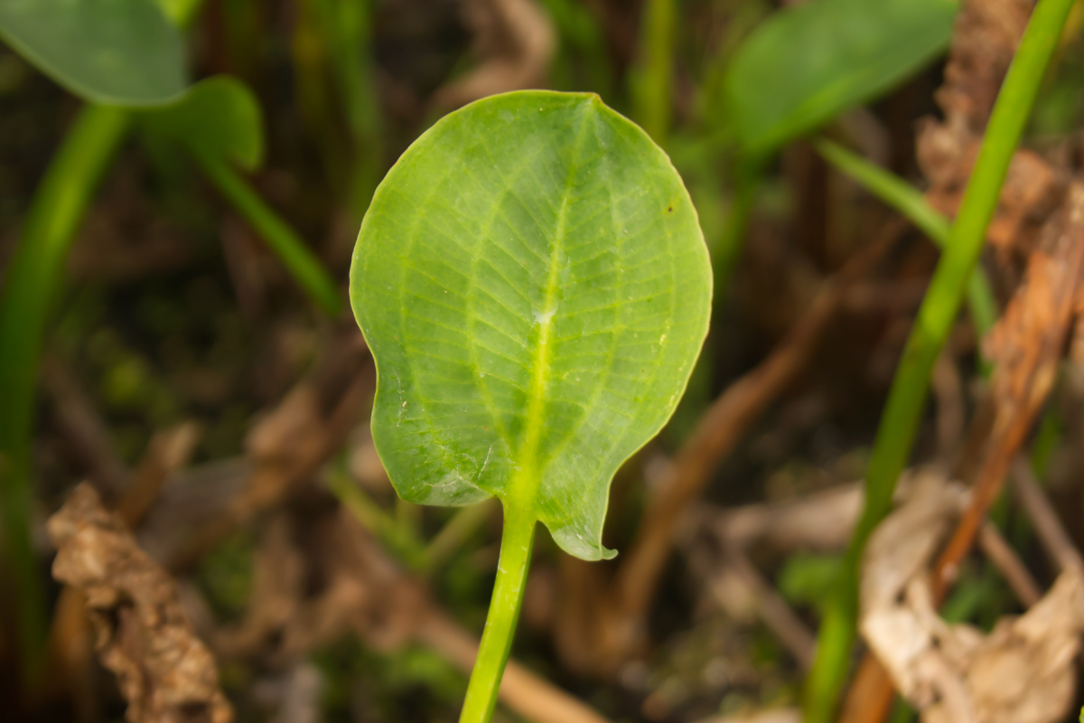 Alisma parviflora (subcordatum)