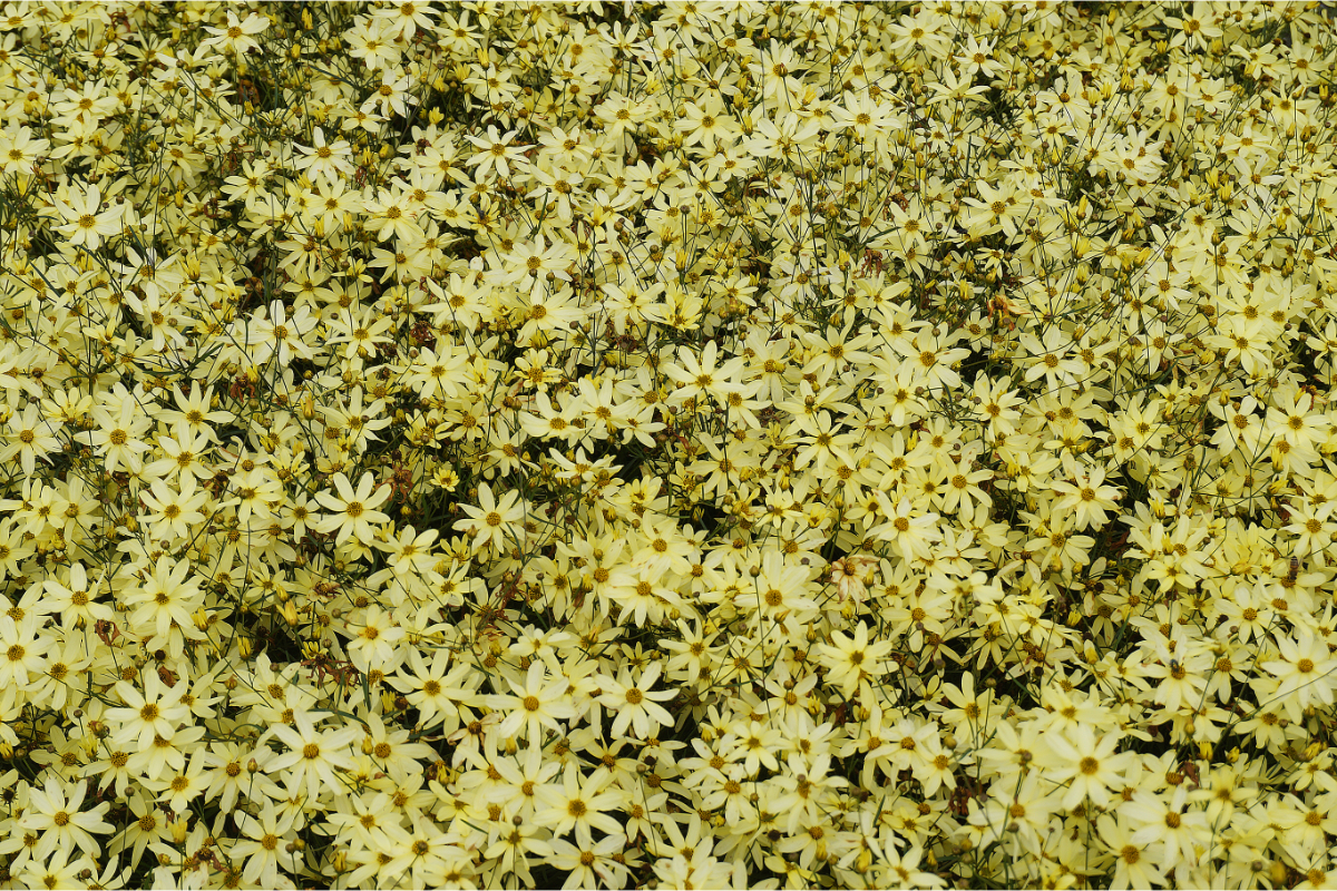 Coreopsis verticillata 'Moonbeam'