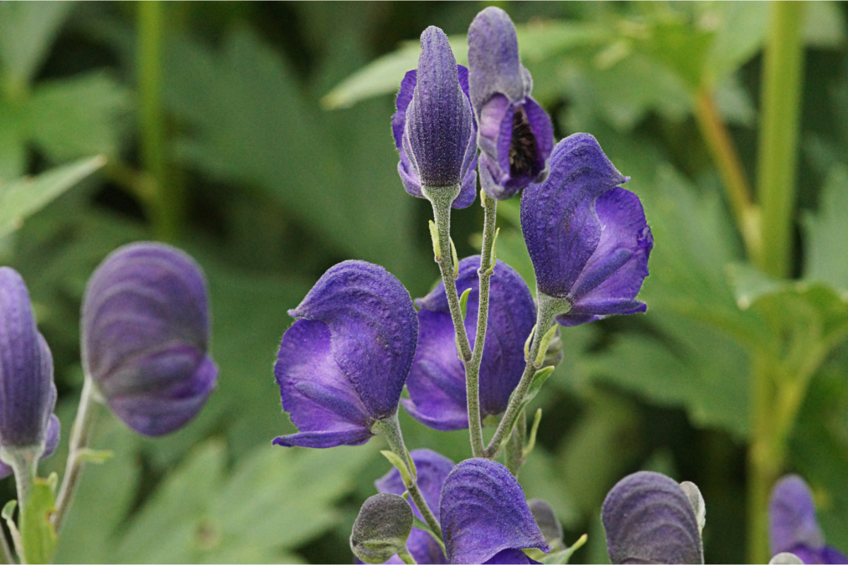 Aconitum napellus