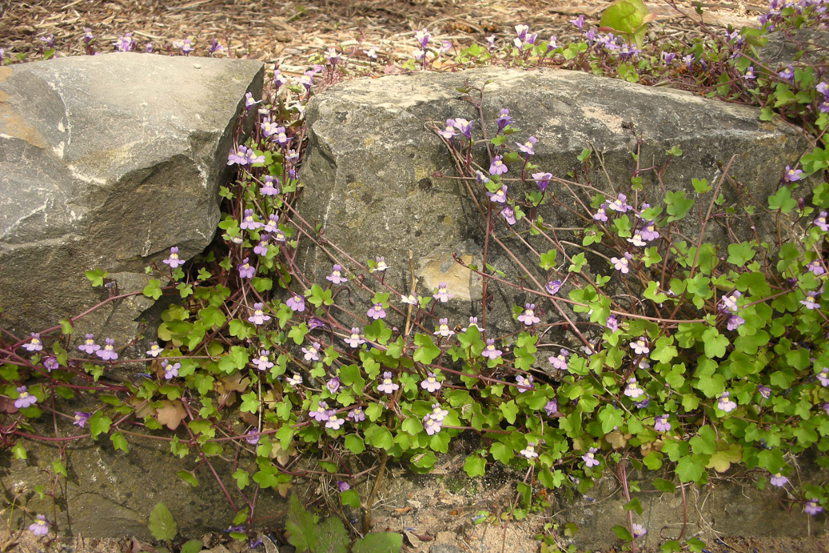 Cymbalaria (Linaria) muralis