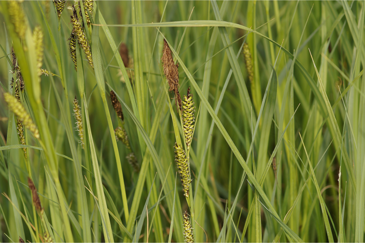 Carex riparia - Ufer-Segge