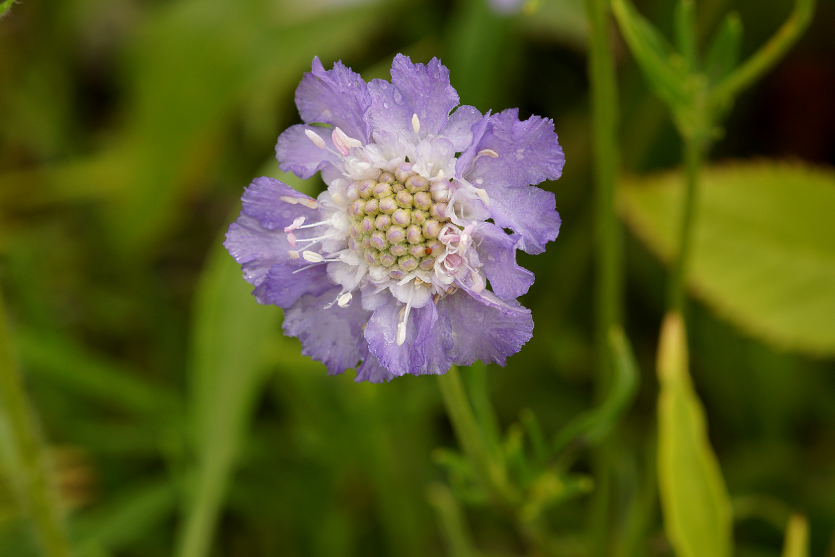 Scabiosa caucasica 'Perfecta' - Skabiose