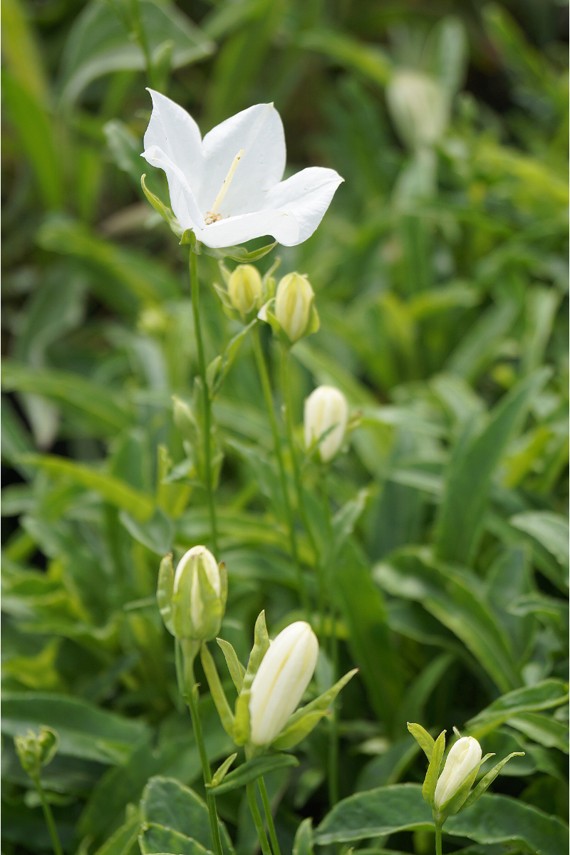 Campanula persicifolia 'Grandiflora Alba'