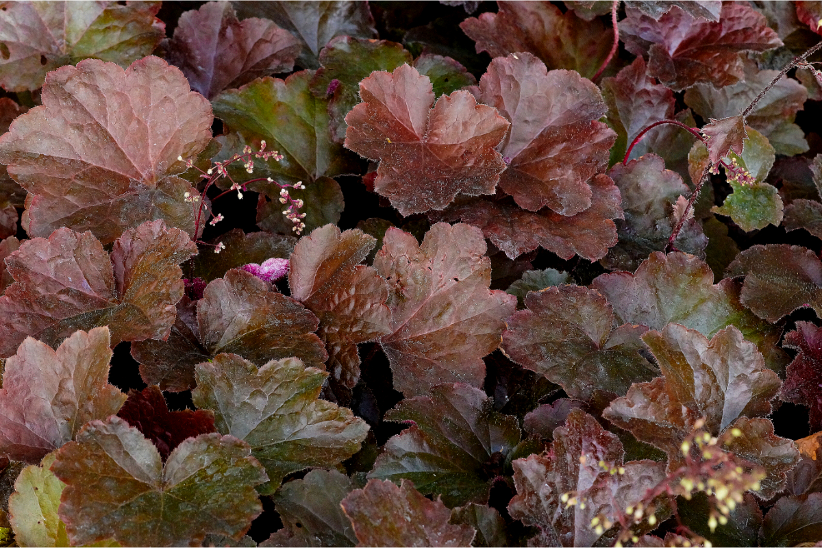 Heuchera micrantha 'Palace Purple' - Purpurglöckchen