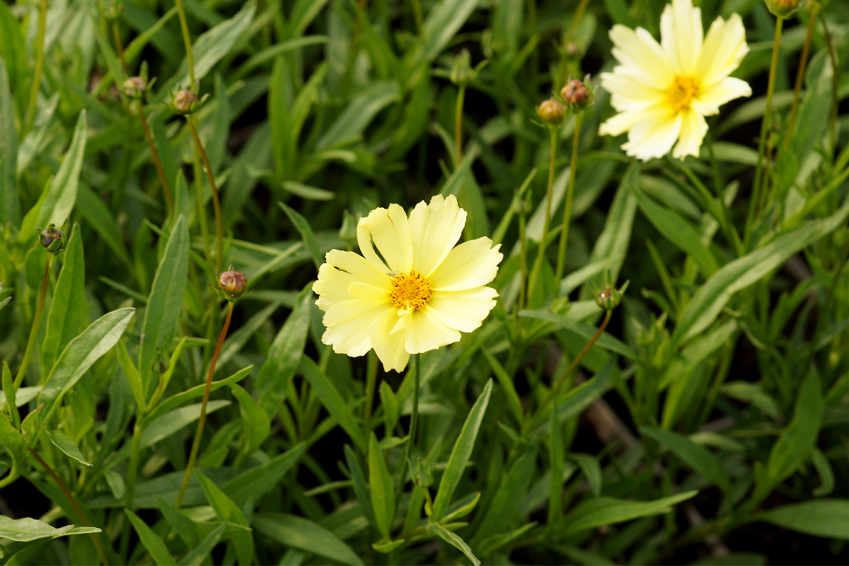 Coreopsis 'Full Moon' (R)