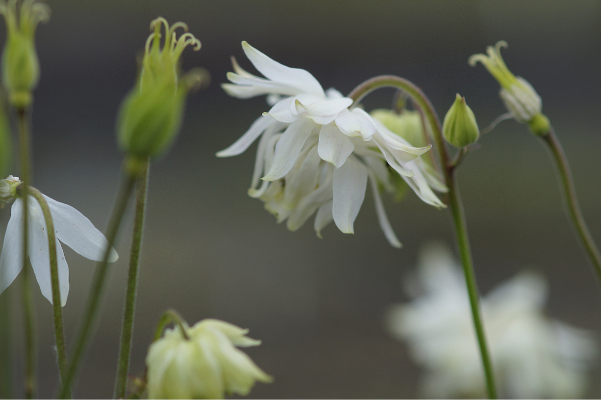 Aquilegia vulgaris plena 'White Barlow'