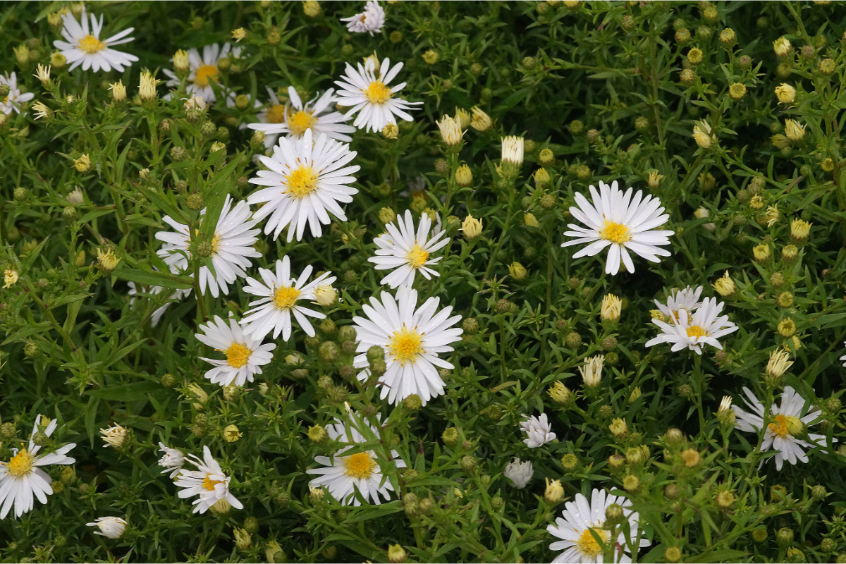 Aster Dumosus-Hybr. 'Apollo' - Kissenaster