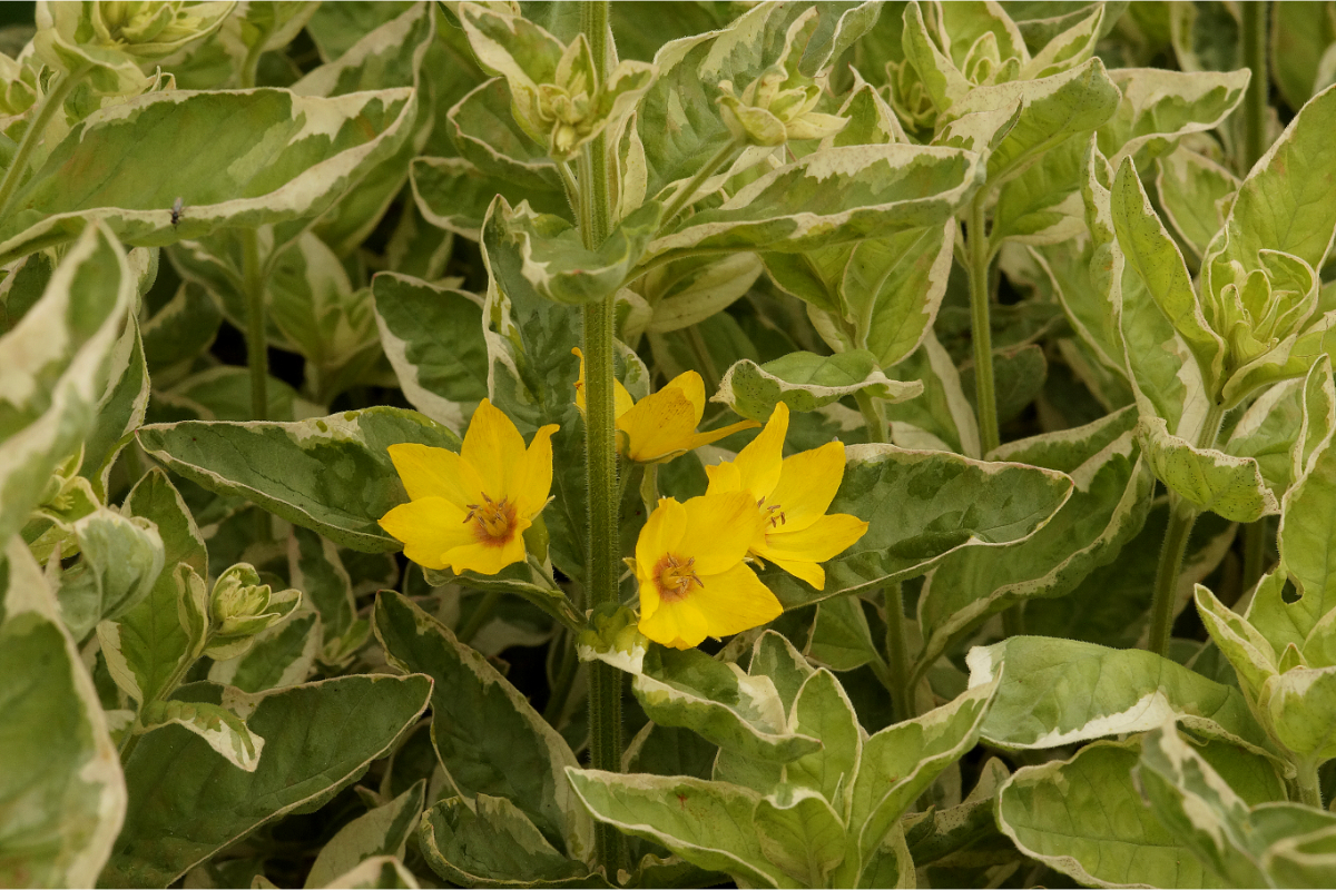 Lysimachia punctata 'Alexander' - Goldfelberich