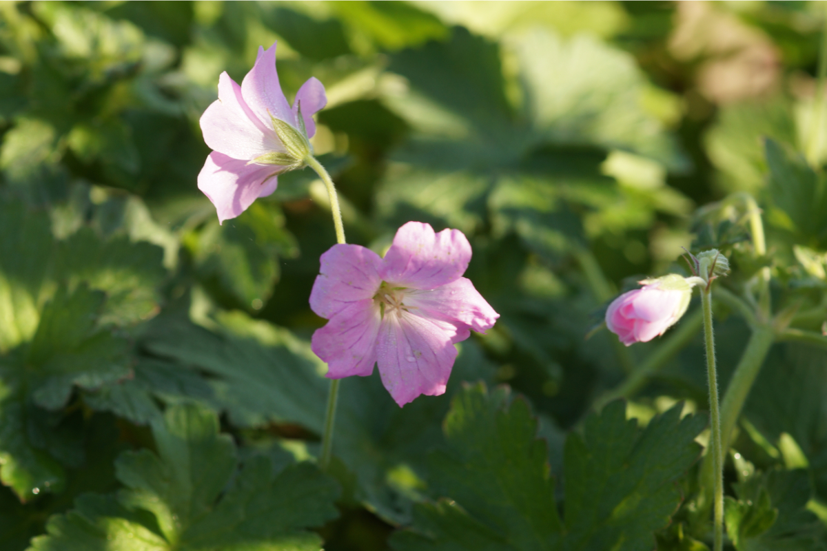 Geranium Hybride 'Dreamland' (R)