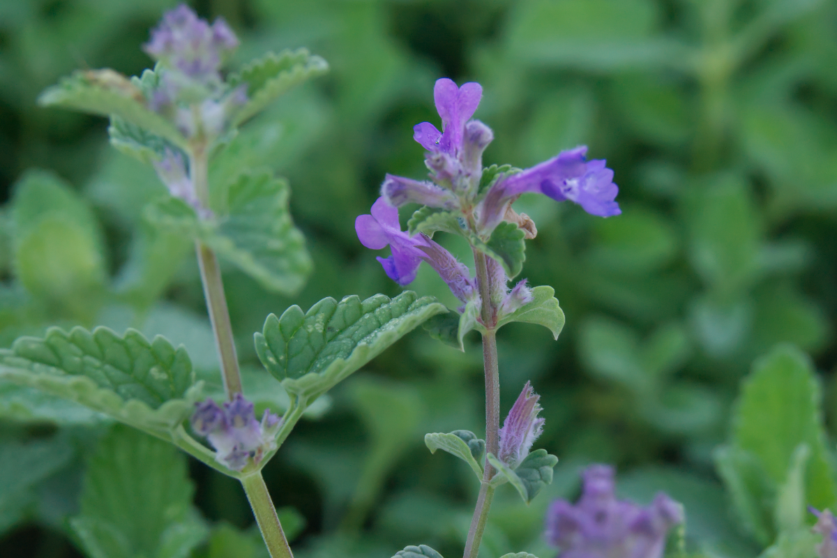 Nepeta racemosa 'Superba'