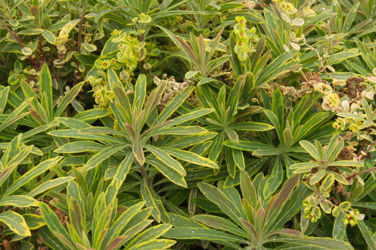 Euphorbia x martinii 'Ascot Rainbow' - Wolfsmilch