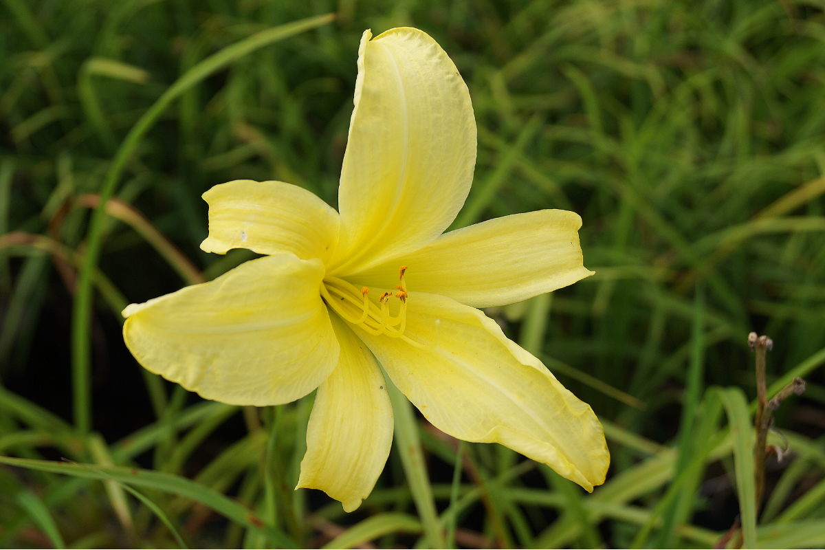 Hemerocallis Hybride 'Atlas'