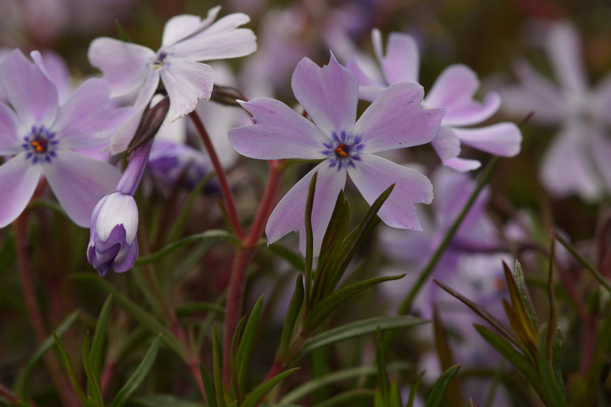 Phlox subulata 'Emerald Cushion Blue'