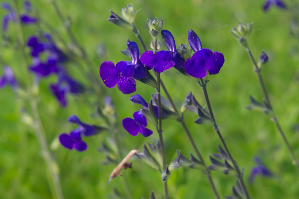 Salvia microphylla 'Blue Monrovia'