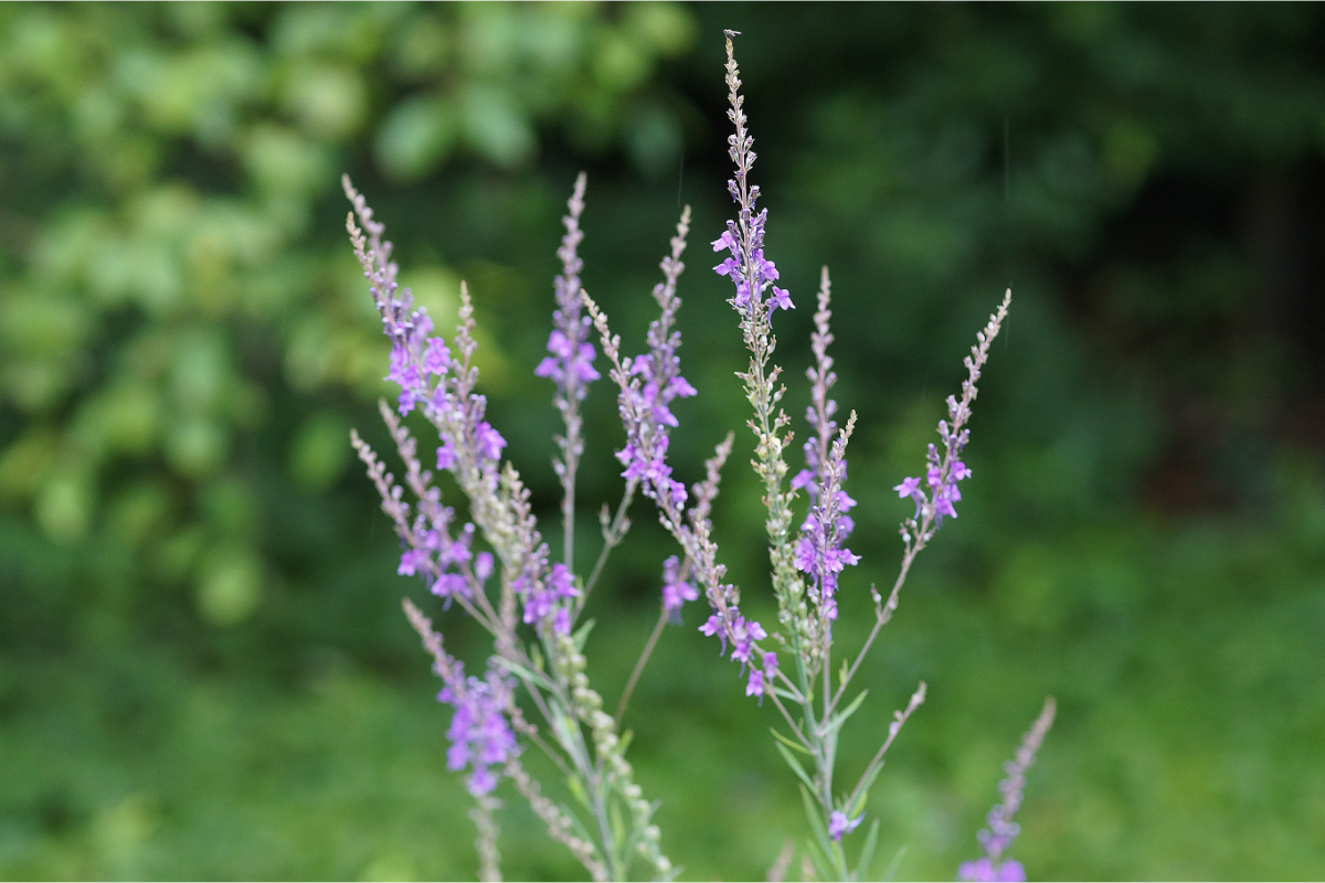 Linaria purpurea