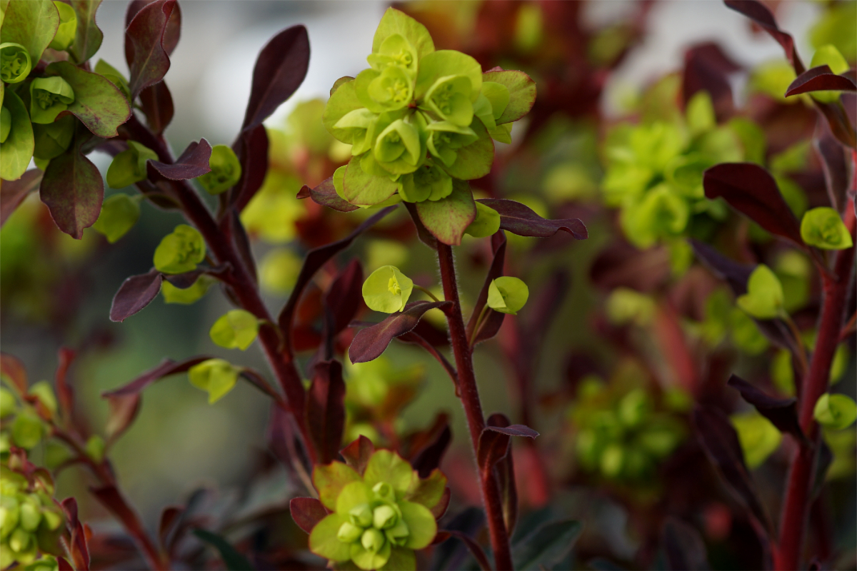 Euphorbia amygdaloides 'Purpurea' - Mandel-Wolfsmilch