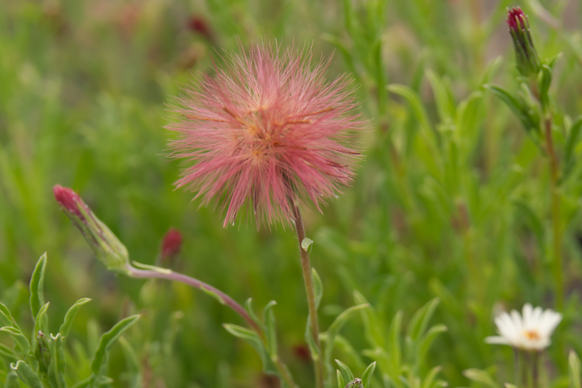 Noticastrum diffusum
