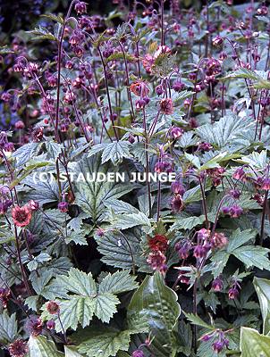 Geum rivale