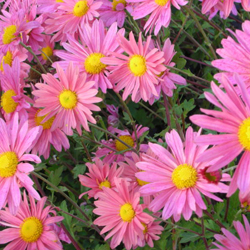 small-chrysanthemum_x_hortorum_steinbacher_auslese_01.jpg