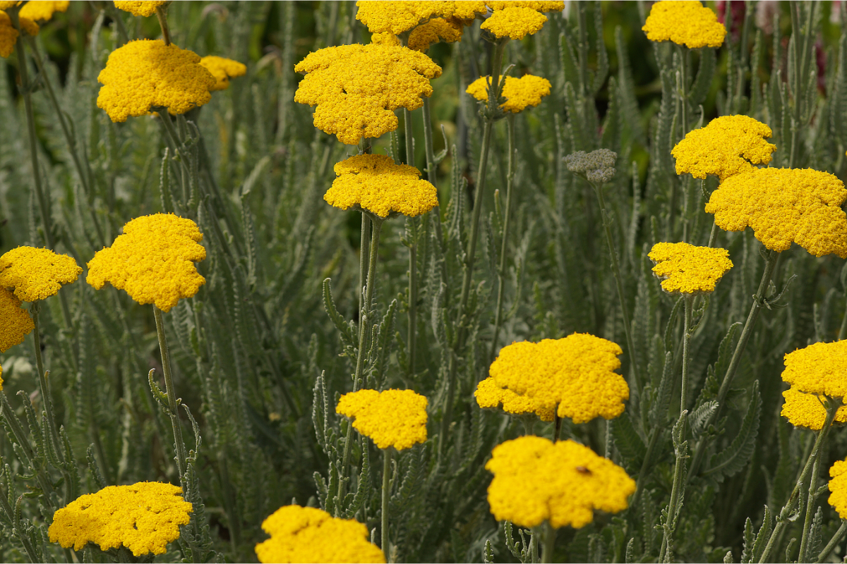 Achillea Clypeolata-Hybr. 'Schwellenburg'