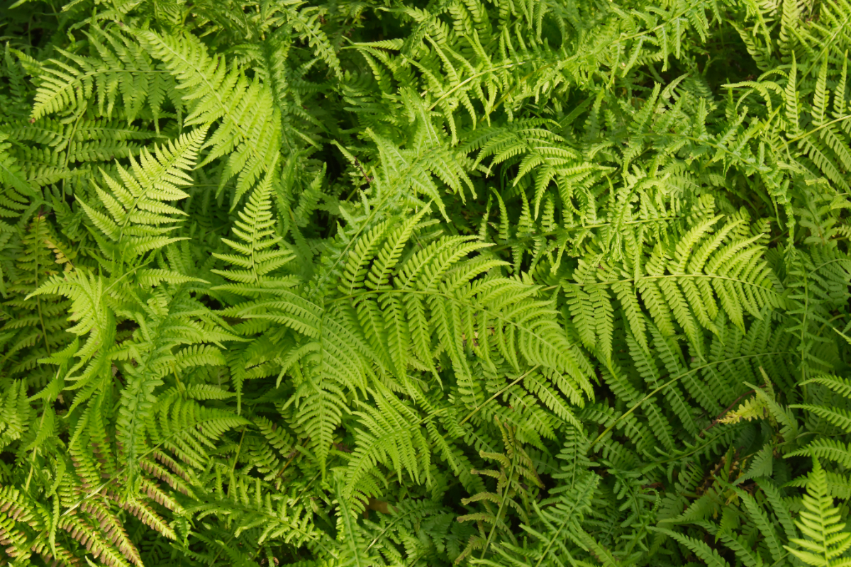 Athyrium filix-femina 'Pseudovictoriae' gen.