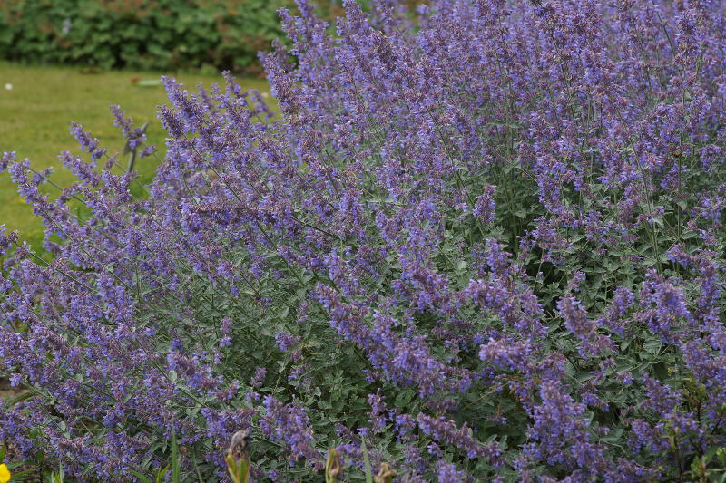 Nepeta x faassenii 'Six Hills Giant' - Katzenminze, Blauminze