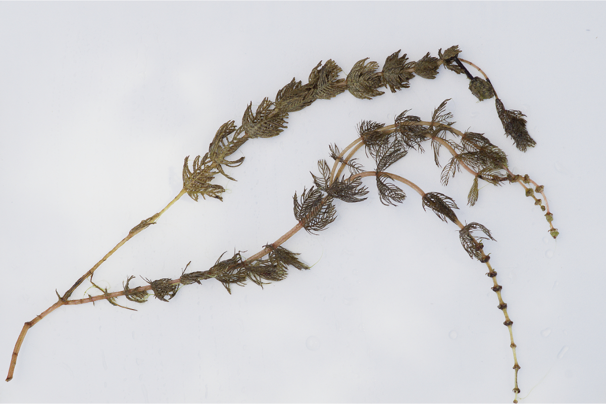 Myriophyllum spicatum - Ähriges Tausendblatt