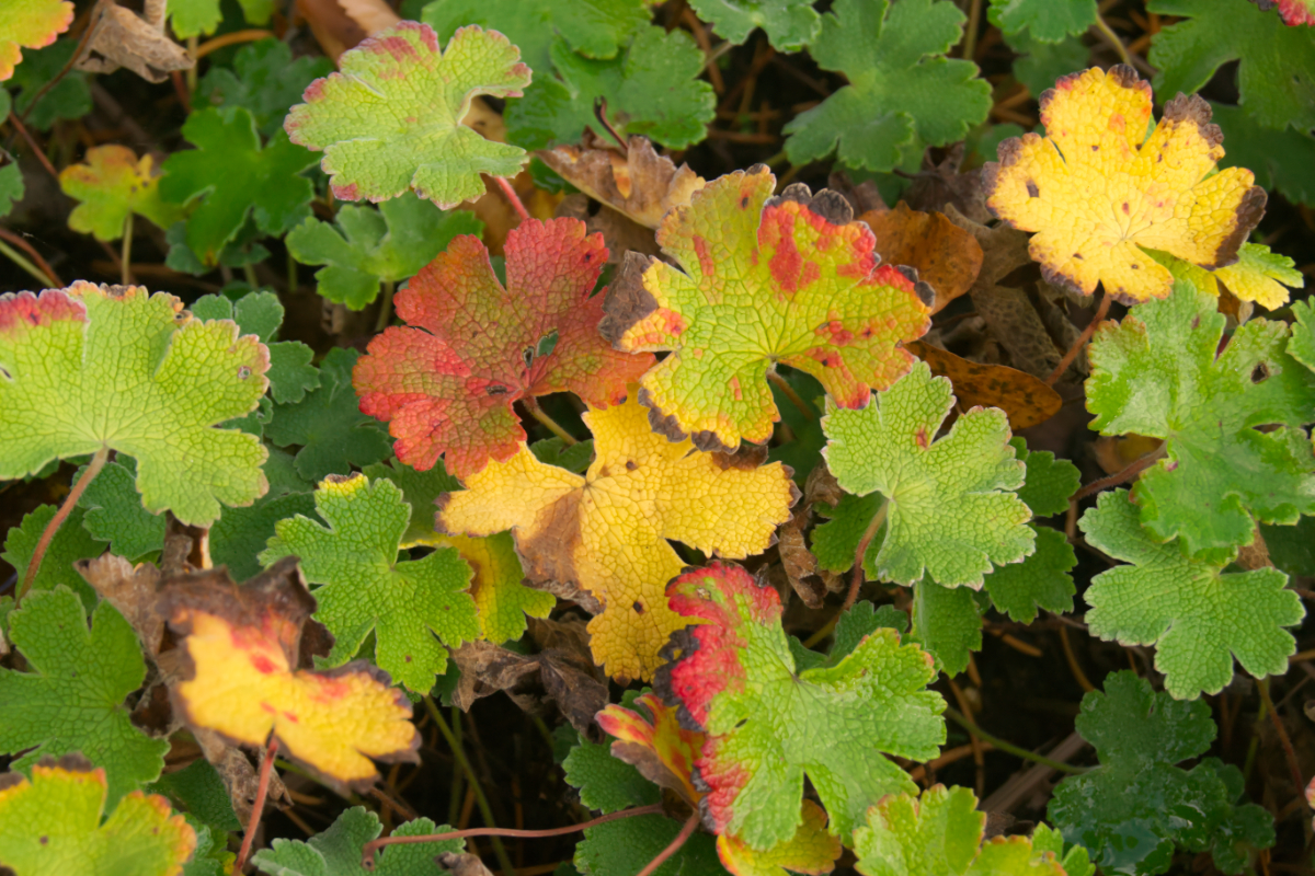 Geranium renardii