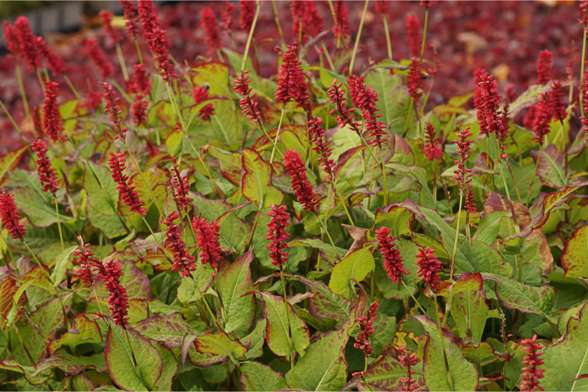 Bistorta amplexicaulis 'J.S.Caliente' (R) - Kerzenknöterich
