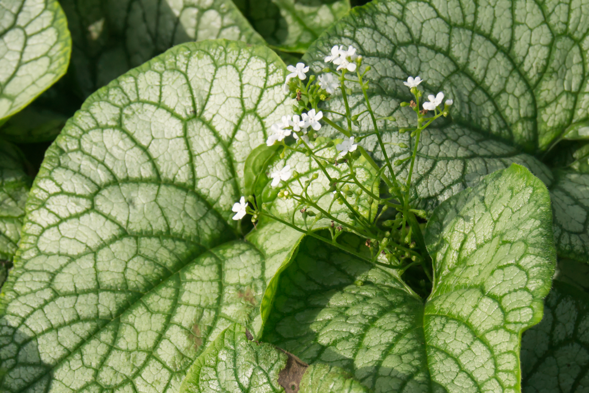 Brunnera macrophylla 'Mr.Morse' (R)