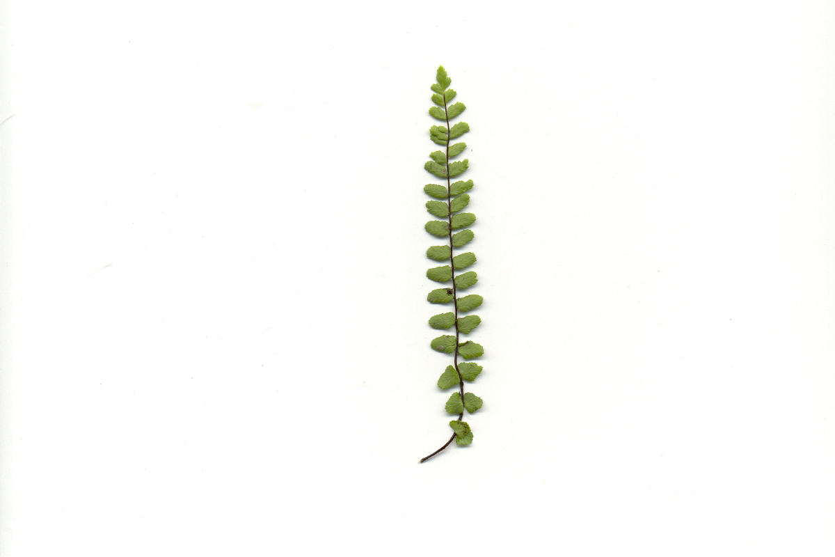 Asplenium trichomanes gen.