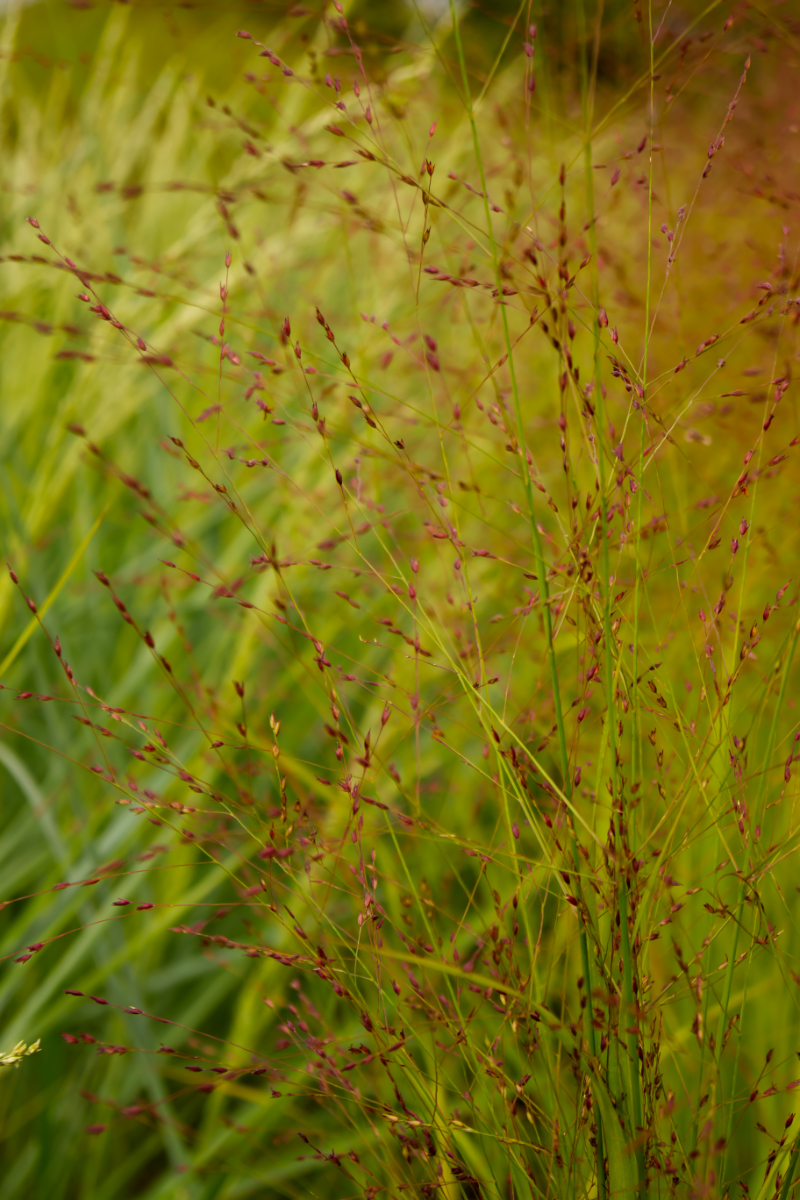 Panicum virgatum 'Hänse Herms'
