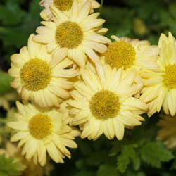 small-chrysanthemum_indicum_hybr_goldmarianne_1.jpg
