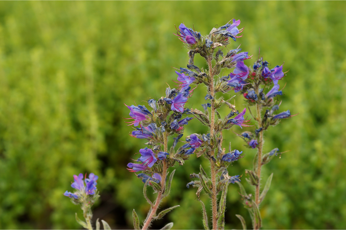 Echium vulgare - Natternkopf