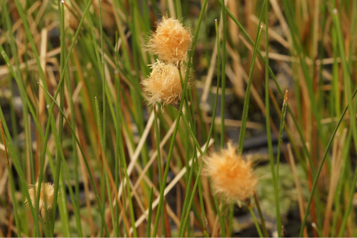 Eriophorum russeolum - Sibirisches Wollgras