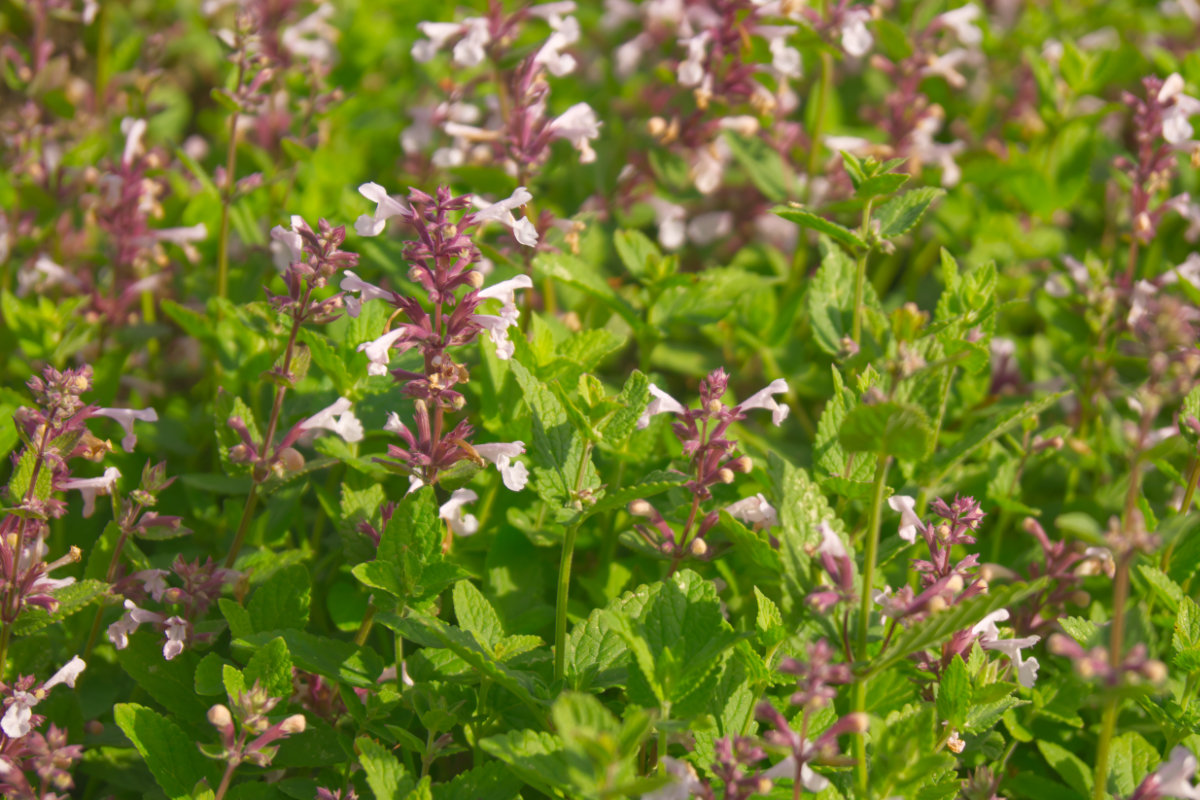 Nepeta grandiflora 'Florina' - Rosa Katzenminze